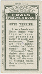 Skye terrier.