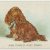 King Charles spaniel.