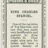 King Charles spaniel.