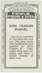 King Charles spaniel.