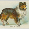 Scotch collie.