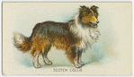 Scotch collie.