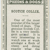 Scotch collie.