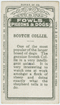 Scotch collie.