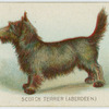 Scotch terrier.