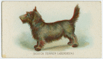 Scotch terrier.