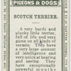Scotch terrier.