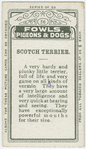 Scotch terrier.