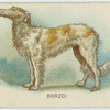 Borzoi.