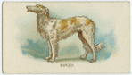Borzoi.