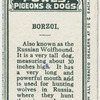 Borzoi.