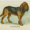 Bloodhound.