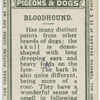 Bloodhound.