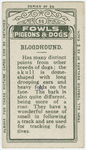 Bloodhound.