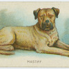Mastiff.