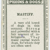 Mastiff.