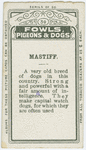 Mastiff.
