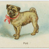 Pug.