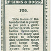 Pug.