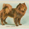 Chow-chow.