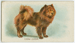 Chow-chow.