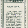 Chow-chow.