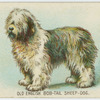 Old English bobtail sheep-dog.