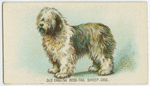 Old English bobtail sheep-dog.