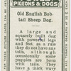 Old English bobtail sheep-dog.