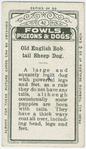 Old English bobtail sheep-dog.