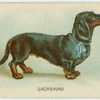 Dachshund.