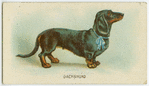 Dachshund.