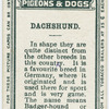 Dachshund.