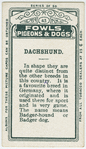 Dachshund.