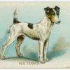Fox terrier (Smooth coated).