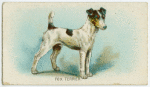 Fox terrier (Smooth coated).