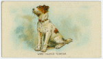 Wire-haired fox terrier.