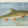 Barbel (Family: Cyprinidae).