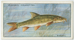 Barbel (Family: Cyprinidae).