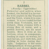Barbel (Family: Cyprinidae).
