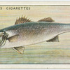 Bass or sea-perch (Family: Serranidae).