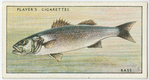 Bass or sea-perch (Family: Serranidae).