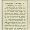 Bass or sea-perch (Family: Serranidae).