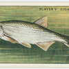 Bleak (Family: Cyprinidae).