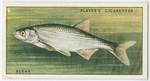 Bleak (Family: Cyprinidae).