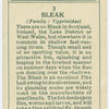 Bleak (Family: Cyprinidae).