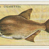 Bream (Family: Cyprinidae).