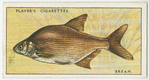 Bream (Family: Cyprinidae).