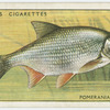 Pomeranian bream (Family: Cyprinidae).