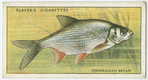 Pomeranian bream (Family: Cyprinidae).